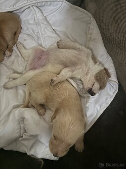 Goldendoodle - 16
