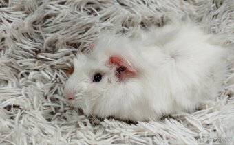 Morče, Morčata, Morčátko, Morčátka - DARWIN A MERLIN - 16