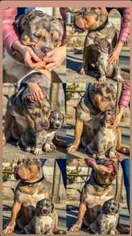 American Bully XL 🐾 - 16