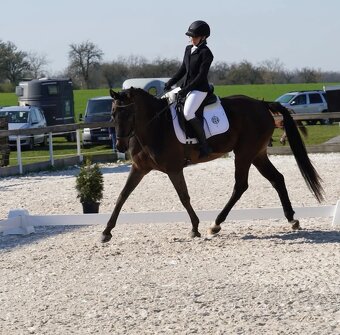 Zdravá sportovní Klisna 14 let - 16