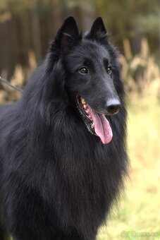 Belgický ovčiak groenendael FCI s PP po šampiónoch - 16
