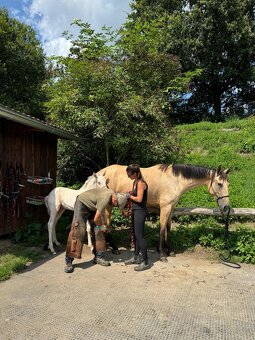 Lusitano klisna - 16
