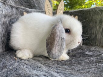 ❤️❤️Nádherní Minilop králíčci beránek k odběru - 16