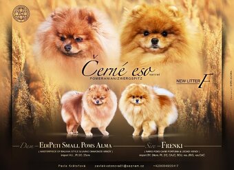 Pomeranian s PP FCI - 16