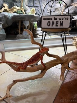 Agama vousatá mláďata k prodeji - 16