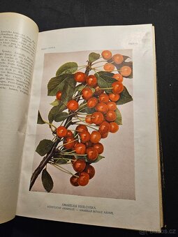 České ovoce  Jan Říha - 16