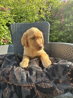štěňata labrador a  – připravena k odběru - 16
