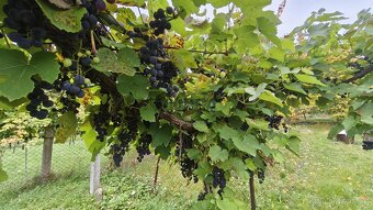 Prvorepubliková vila s třemi bytovými jednotkami, Lovosice, - 16