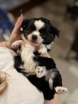 2x dlouhosrstý pejsek s PP FCI, čivava - 16