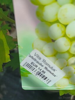 Vinná réva velkoplodá sladká rezistentní 395 Kč již plodící - 16