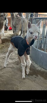 Lama Alpaka 2 samičky - 16