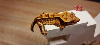 Pagekon řasnatý - 16