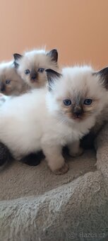 Ragdoll kotatka - 16