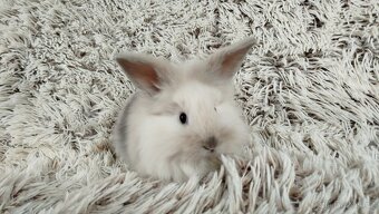 Zakrslý králík, králíček, králík - (lvíček)-VIKY - 16