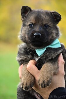 Německý ovčák s PP - 16
