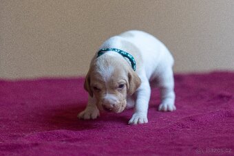 Saintgermánský ohař - štěňátka k zamluvení - 16