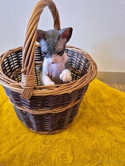 Donský sphynx - krásná koťátka - 16
