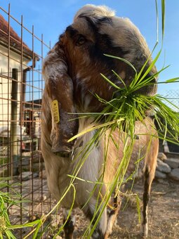 Anglonubijský kozel - 16