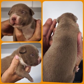 American Bully XL originální původní krev rodokmen ABKC USA - 16