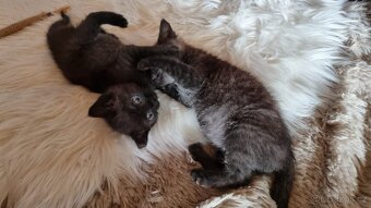 Britská černá krátkosrstá a dlouhosrstá koťata - 16