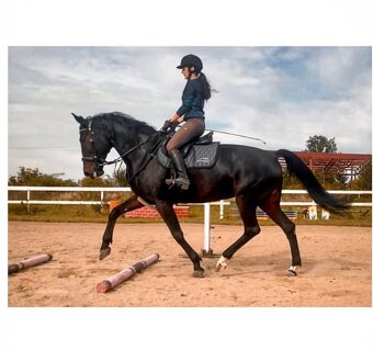 Krásná Podsedlová dečka EQUILINE diamac logo VS black-třpyt. - 16