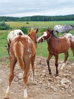 Appaloosa přiouštění klisen - 16