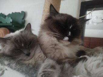 Ragdoll koťata bez PP - 16