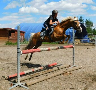 Německý jezdecký pony  do sportu - 16