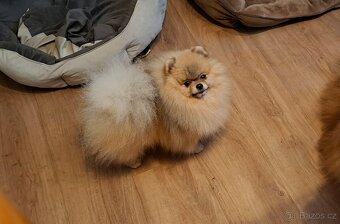 Pomeranian s PP FCI - 16