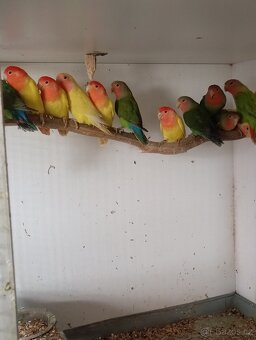 Penant zlatý pastel, agapornis, rozela rubino - 16