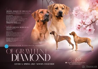 Rhodesky Ridgeback - 16