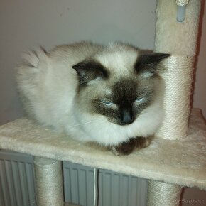 Ragdoll kocur na krytie - 16