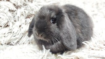 Zakrslý beránek, králíček, králík - BRUNO - 16