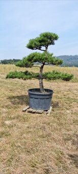 Tvarované borovice přímo od pěstitele. Velké bonsaje - 16