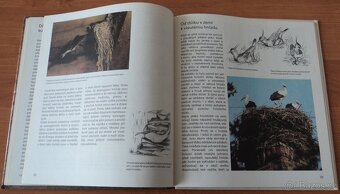 Psi, Stavby zvířat - 16