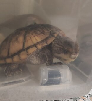 Akvárium - terárium + želva. - 16
