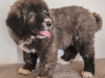 Kavkazský pastevecký pes s PP - 16