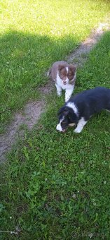 Border kolie - 16