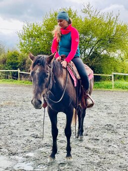QH hřebec připouštění . - 16