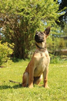Belgický ovčák malinois - 16