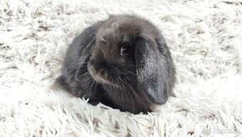 Zakrslý beránek, králíček, králík - BIBI - 16