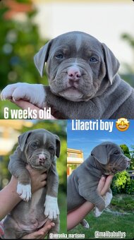 AMERICAN BULLY XL s PP - 16