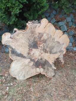 Koláče z tvrdého dřeva, Habr Buk - 16