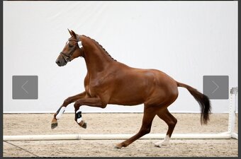 Nadějný drezurní hřebeček po odstavu Toto Gold/Glamourdale - 16