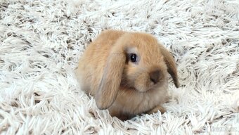 Zakrslý beránek, králíček, králík - JIJI - 16