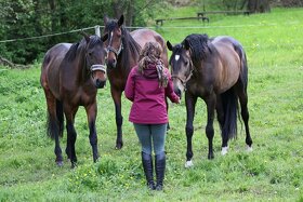 PŘIPOUŠTĚNÍ PSL - 16