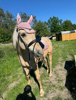 Prodám krásného isabela valacha - 16