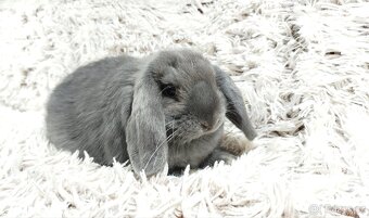 Zakrslý beránek, králíček, králík - BONNY - 16