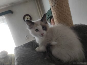 Koťata Ragdoll bez PP - 16