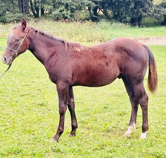 Quarter horse hřebec 2 roky - 16